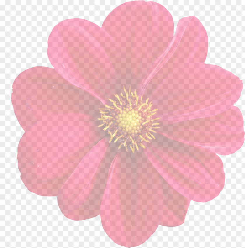 Flowers Bloom Dahlia Flower Plant Clip Art PNG