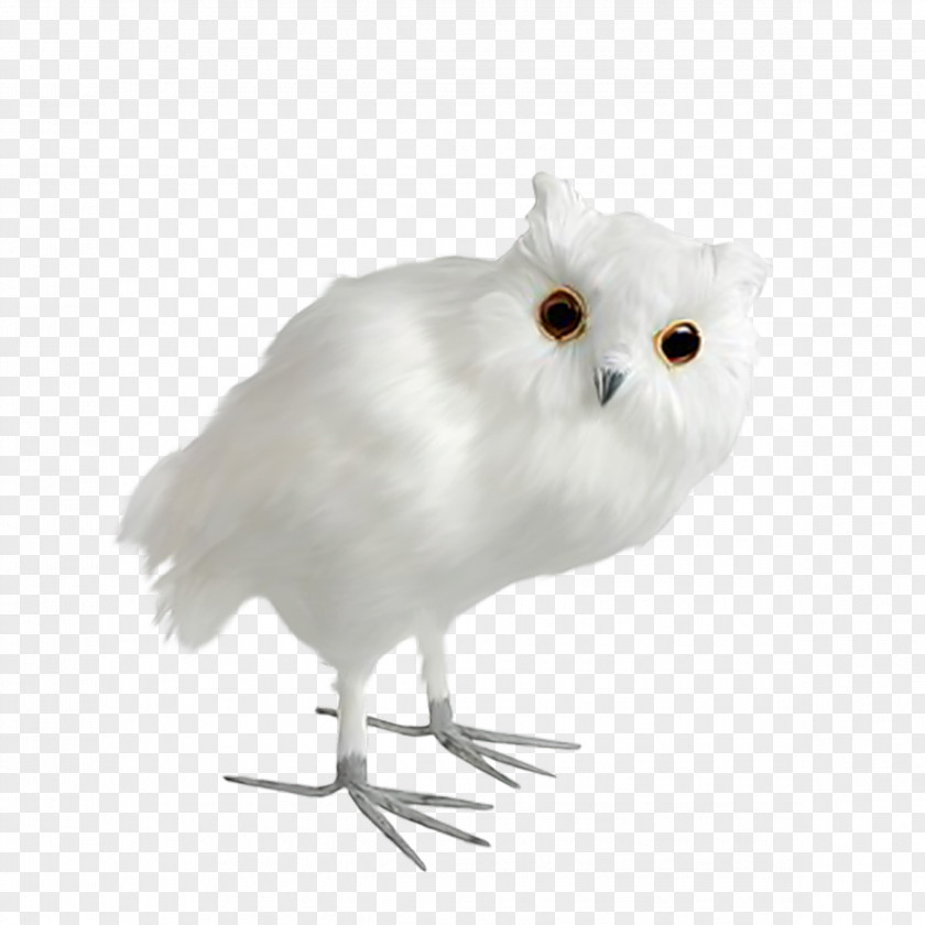 Owl Little Bird Chouettes Et Hiboux Dxe9coration PNG
