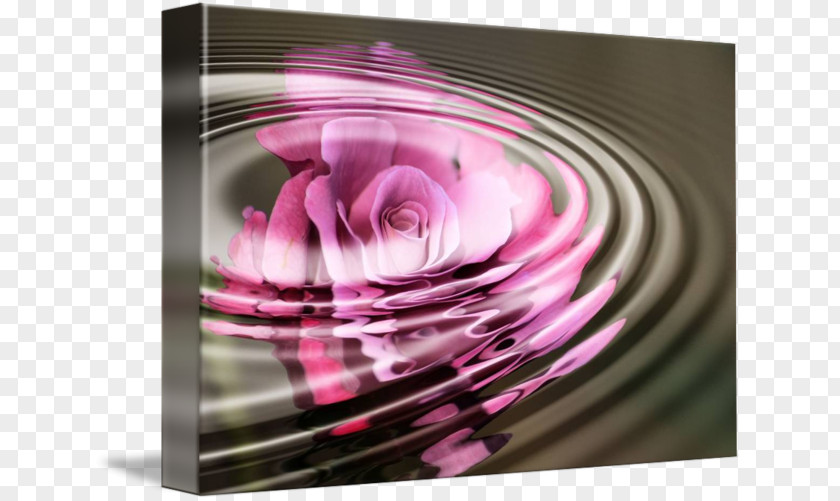 Rose Water Purple Violet Magenta Photography Petal PNG