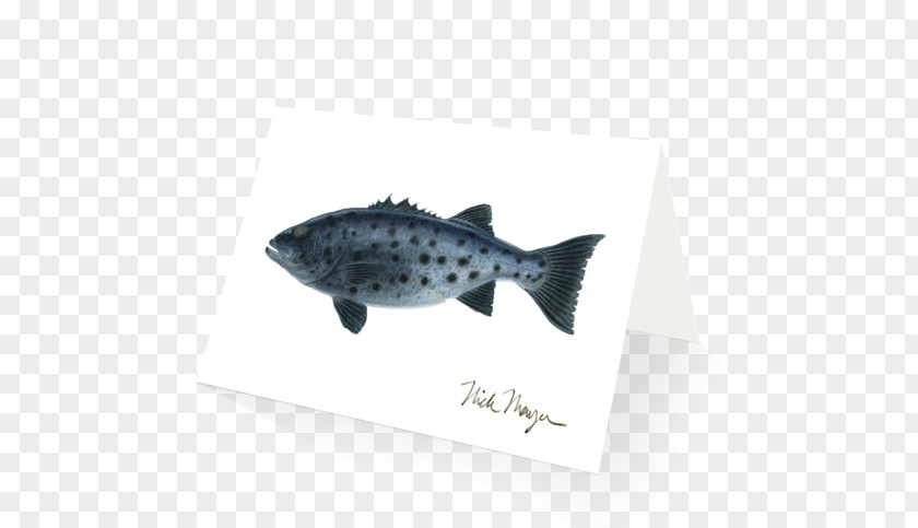 Sea Bass Fin Fish PNG