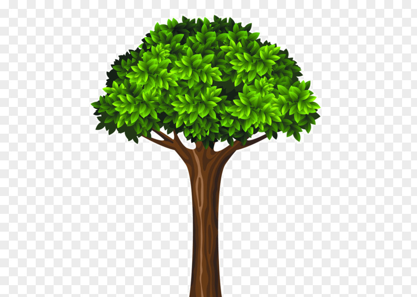 Tree Green PNG