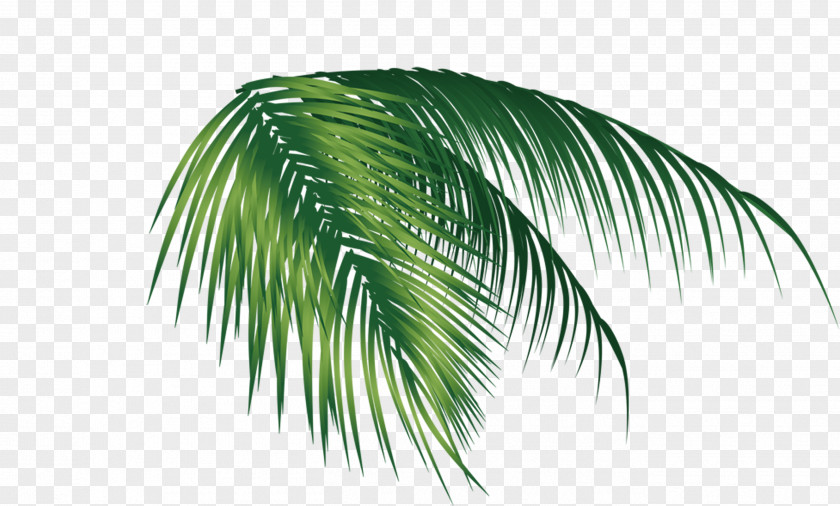 Banana Coconut Leaf PNG