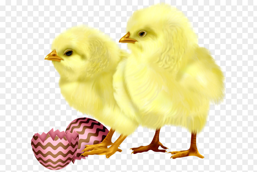 Cute Chick Chicken Egg Cuteness PNG