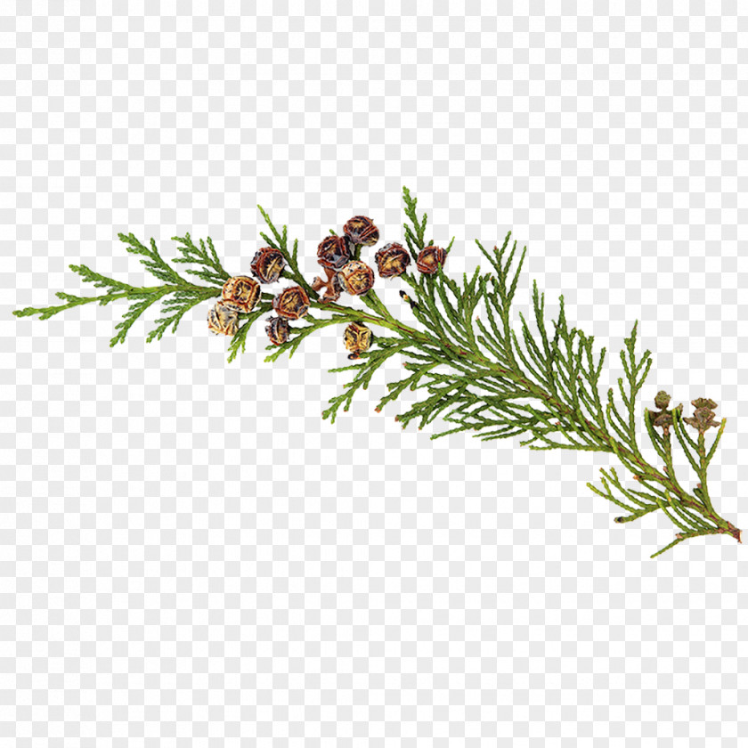 Eucalyptus Essential Oil Cedar Tea Tree Frankincense PNG