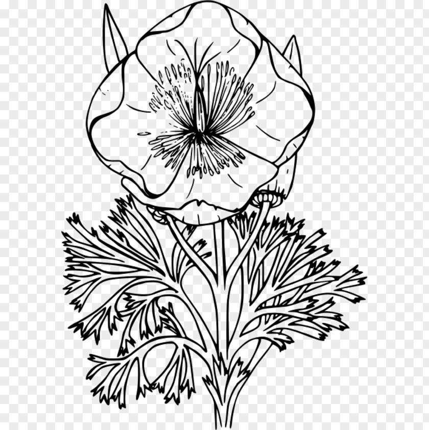 Flowers Anchor California Poppy Coloring Book Drawing PNG