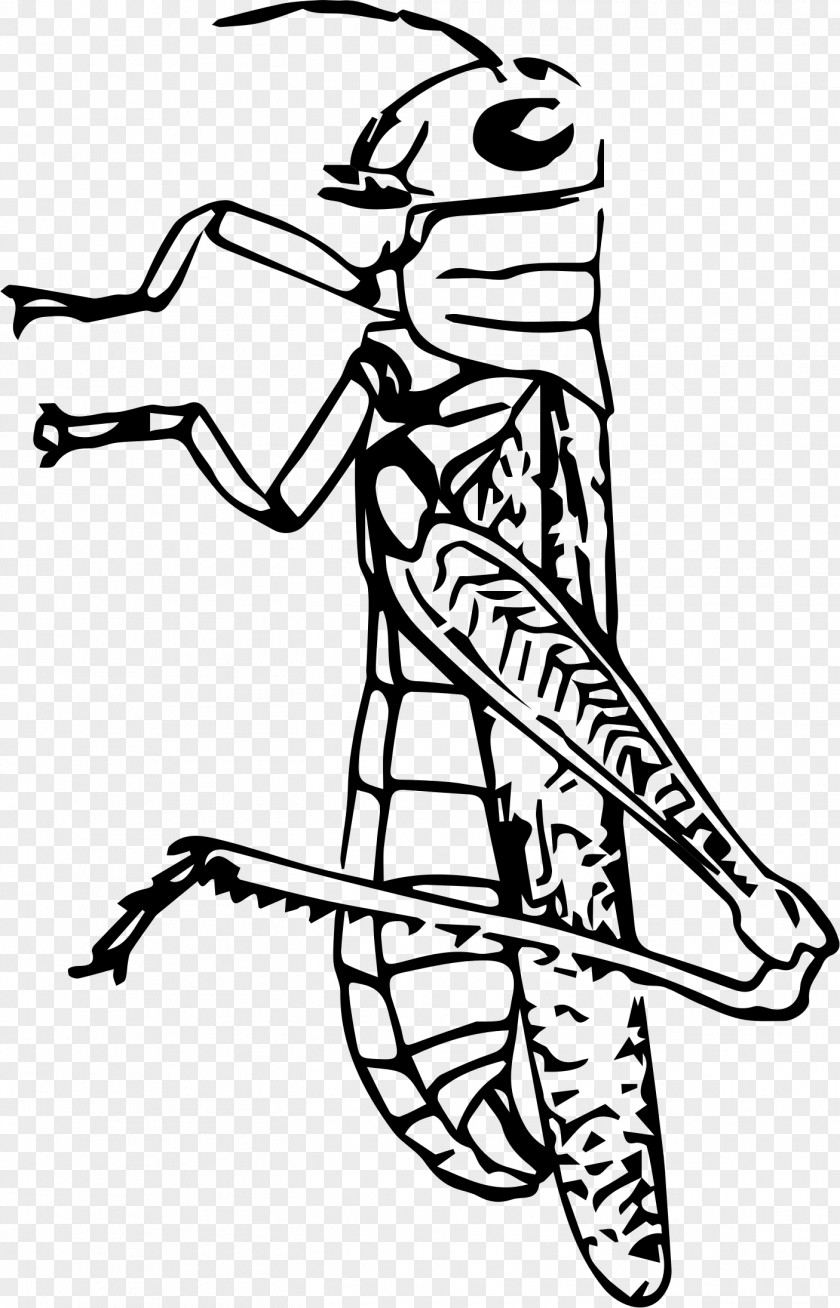 Grasshopper Beetle Spider Clip Art PNG