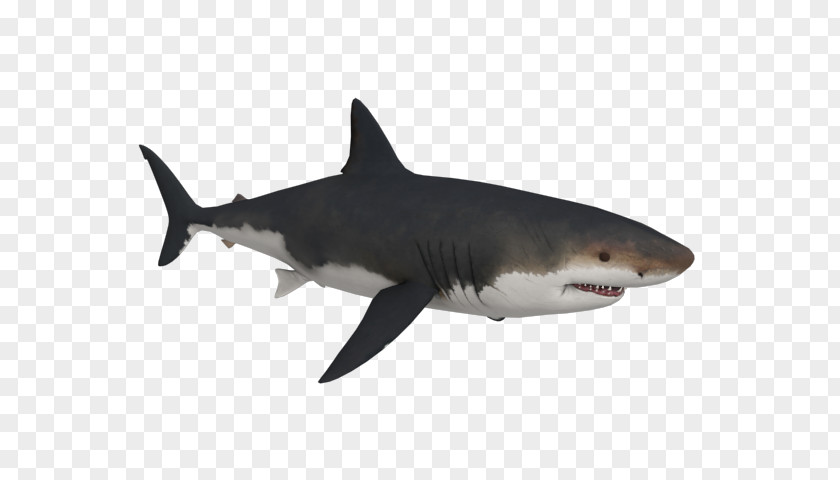 Megalodon Shark Tiger Great White PNG