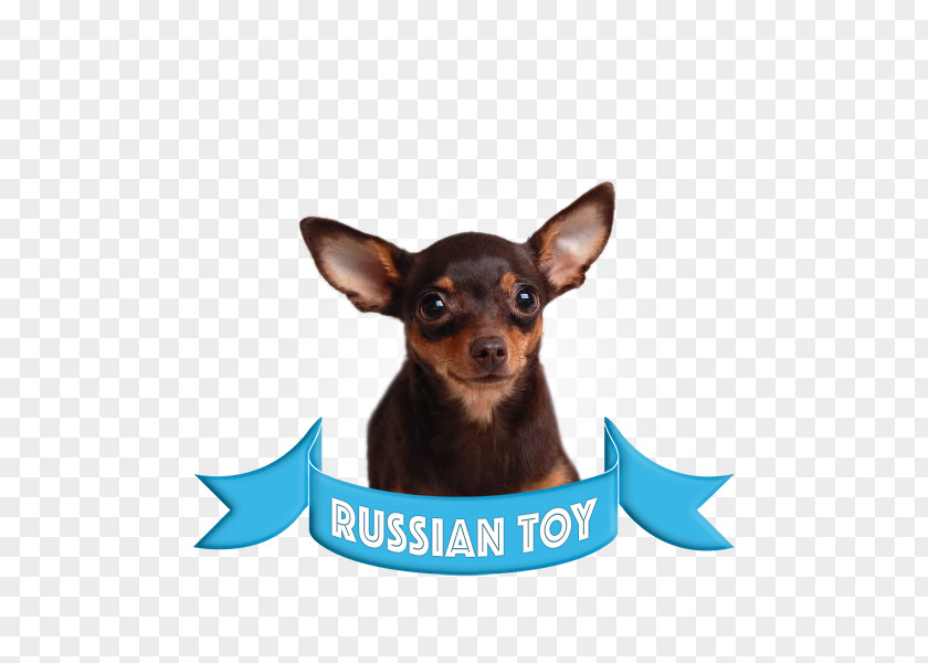 Puppy Miniature Pinscher Russkiy Toy English Terrier German PNG