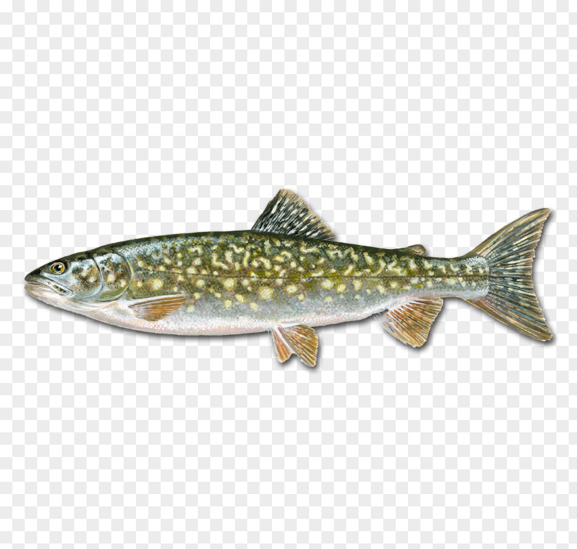 Ye Rainbow Trout Salmon Cutthroat Grass Carp PNG