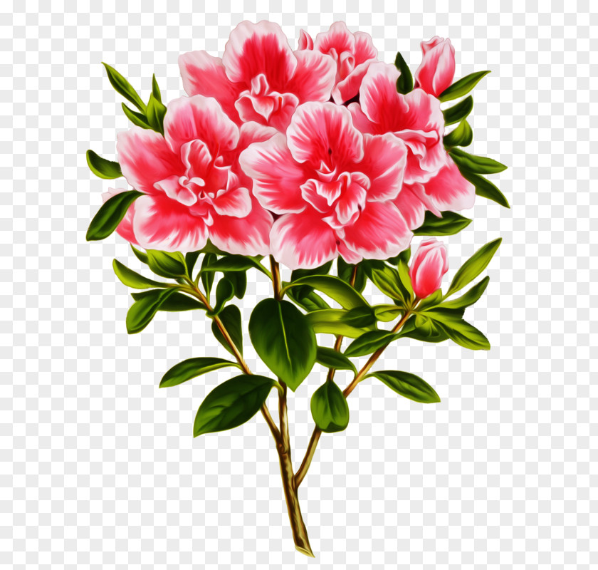 Azalea Photography Clip Art PNG