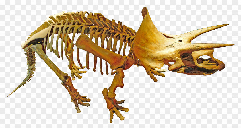 Dinosaur Royal Tyrrell Museum Of Palaeontology Triceratops Tyrannosaurus Kosmoceratops PNG