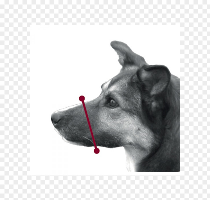 Dog Muzzle Plastic Der Maulkorb Nylon PNG
