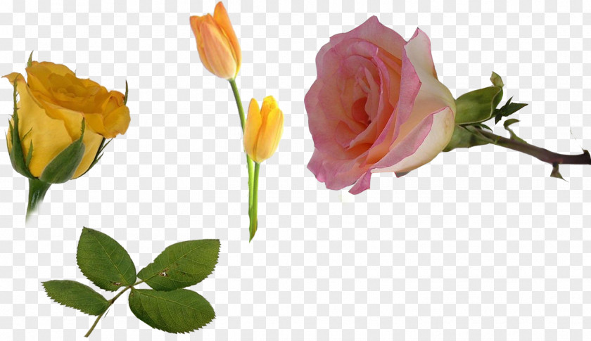 Flower Bouquet Song Clip Art PNG