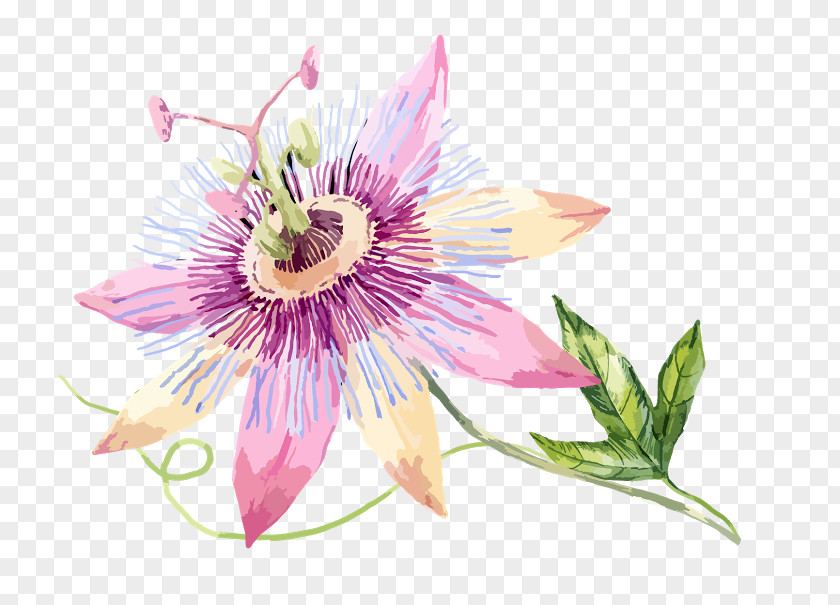 Flower Passion Fruit Clip Art PNG