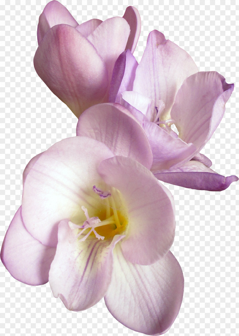 Flowers Cut Petal Clip Art PNG