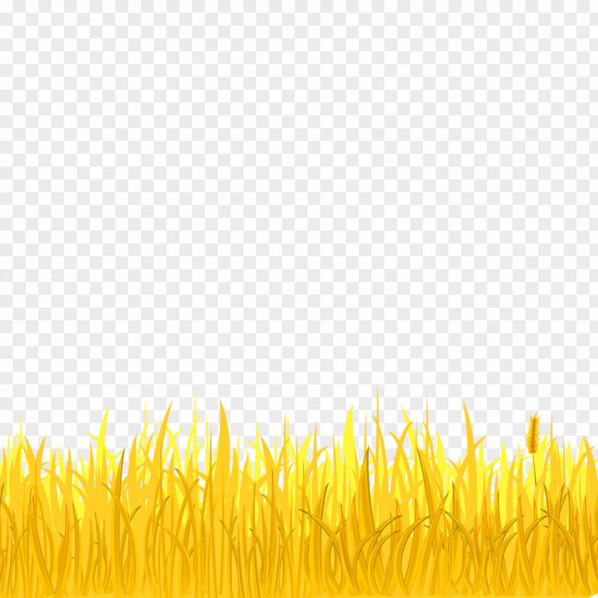 Golden Wheat And Field Autumn PNG