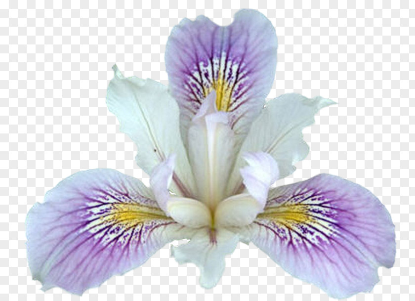 Irises Northern Blue Flag Plant Flower Iris Pseudacorus Clip Art PNG