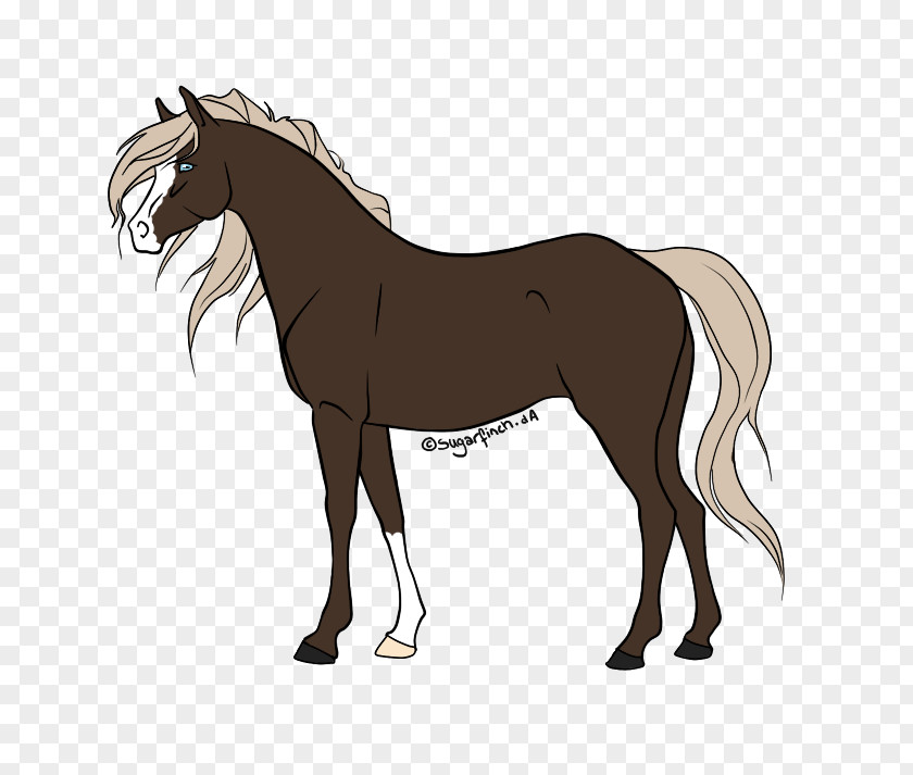 Mustang Foal Pony Mane Stallion PNG