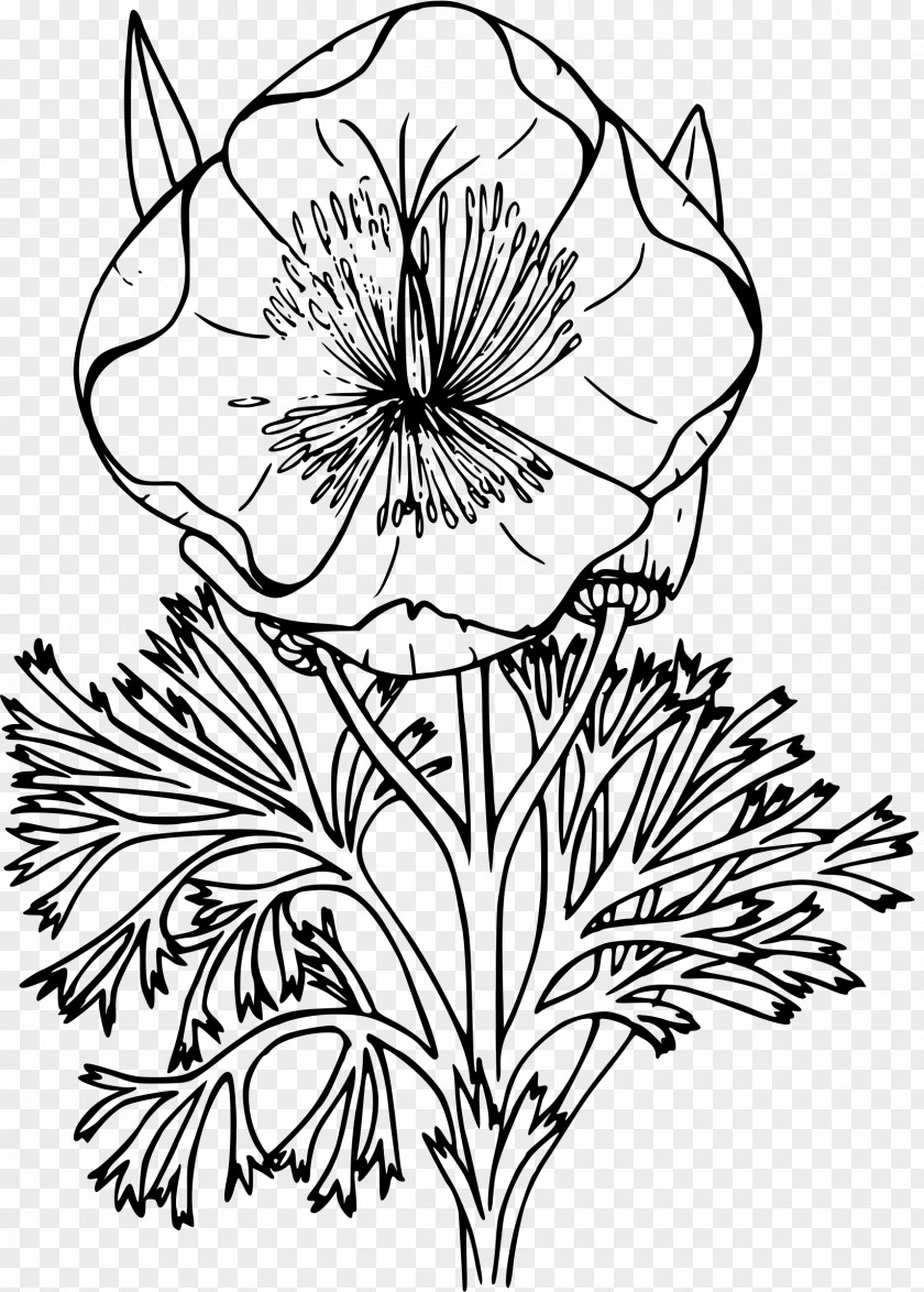 Poppy California Drawing Coloring Book PNG