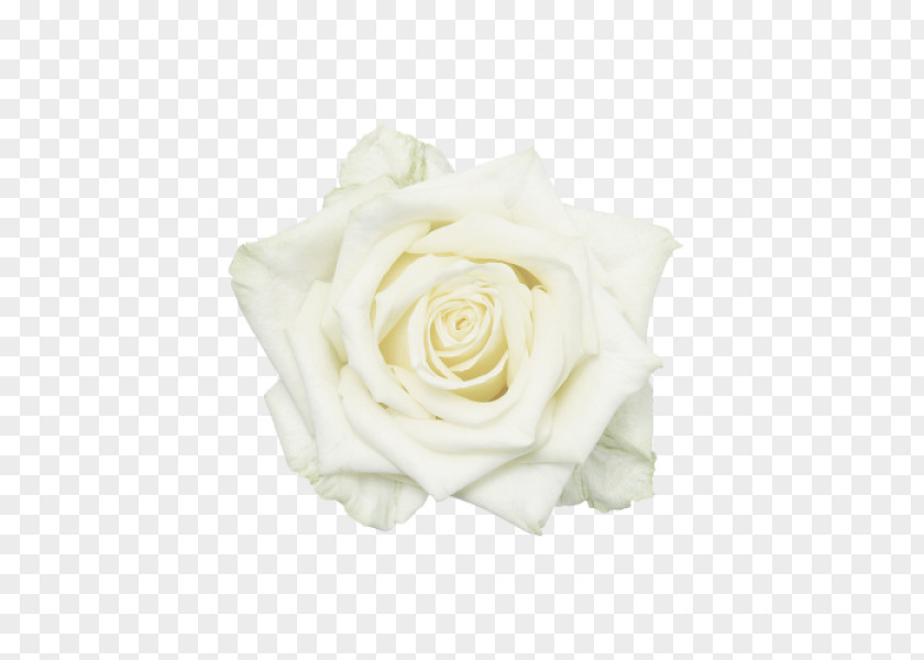 Rose Garden Roses Cut Flowers White PNG