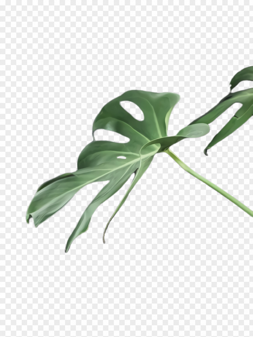 Anthurium Impatiens Flower Art Watercolor PNG