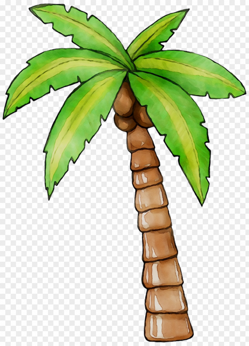 Coconut Palm Trees Leaf Plant Stem Plants PNG