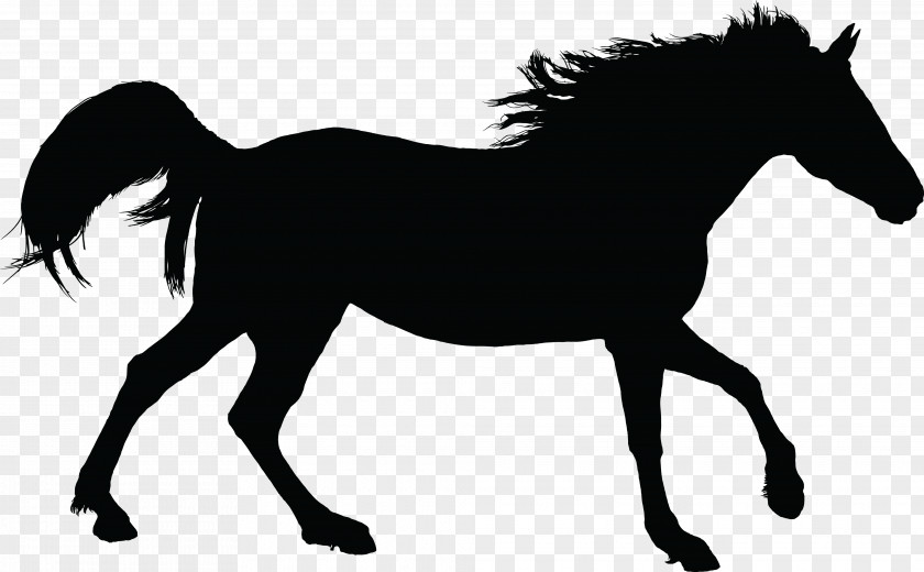 Cowboy Horse Racing Mustang American Paint Arabian Stallion Clip Art PNG