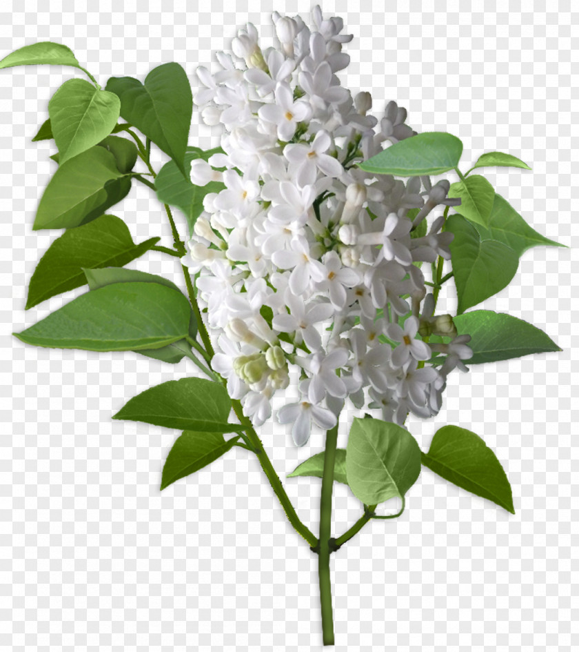 Lilac Cut Flowers Shrub Ярмарка Мастеров PNG