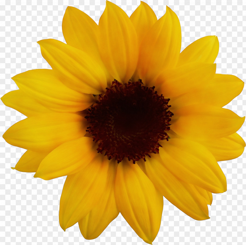 Pollen Daisy Family Sunflower PNG