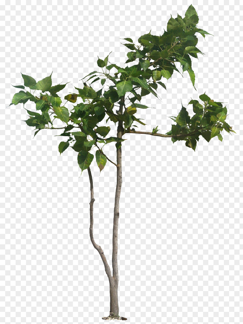 Tropical Plant Populus Nigra Tree Banyan Ficus Religiosa PNG