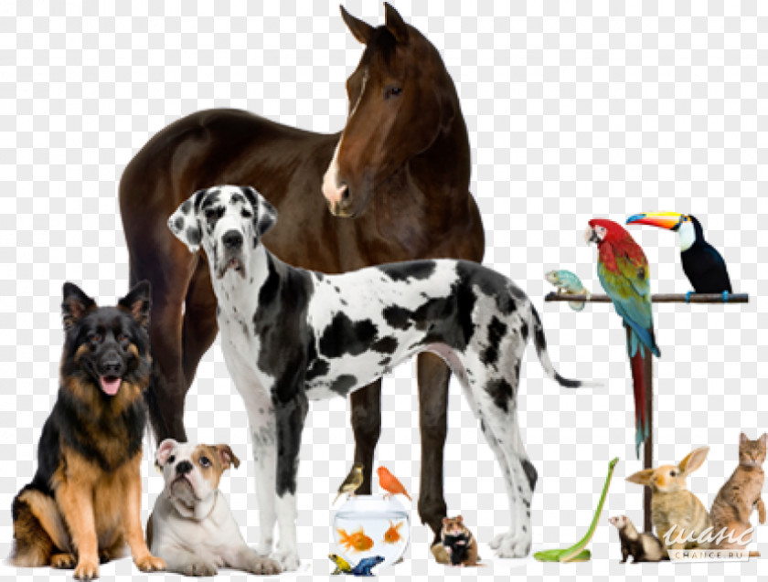 Veterinarian Veterinary Medicine Pet Animal PNG