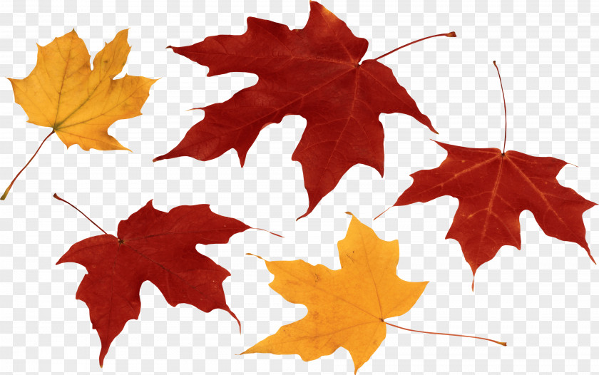 Autumn Picture Leaf Color PNG