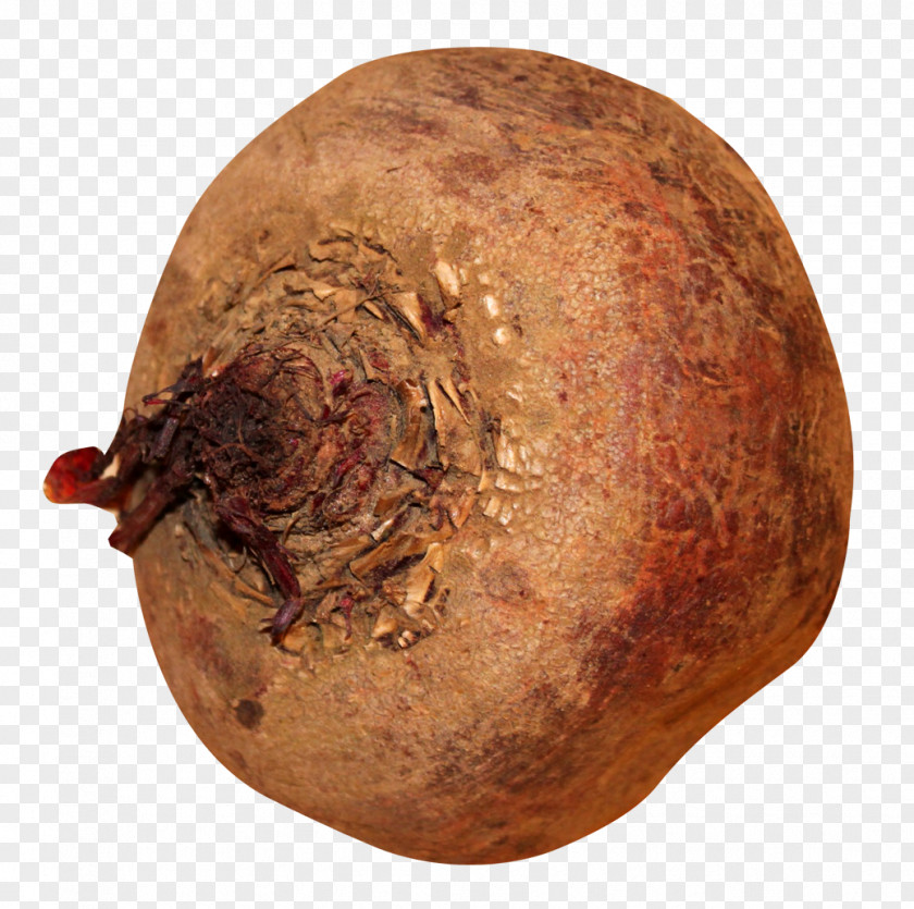 Beatroot Vegetable Icon PNG