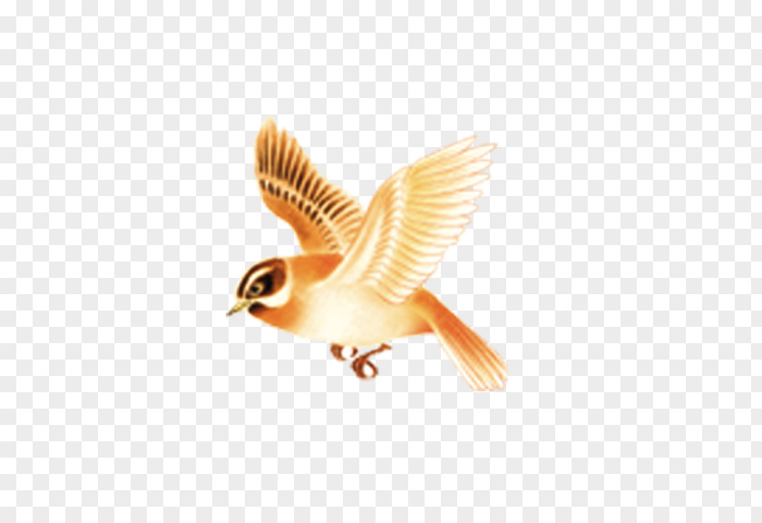 Flying Bird Flight Beak PNG
