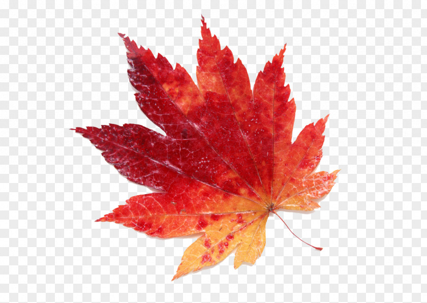 Leaf Maple Color Red PNG