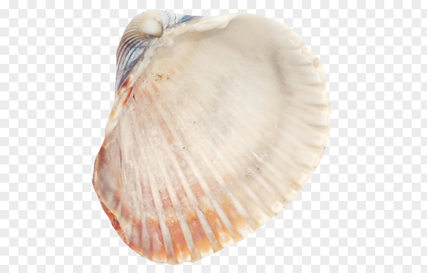 Seashells Cockle Seafood Seashell PNG