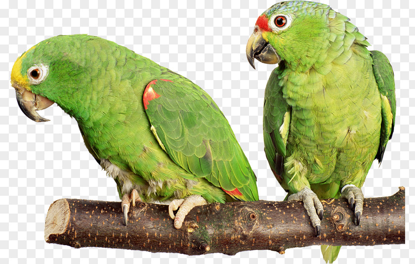 White Parrot Budgerigar Cockatiel Lovebird PNG