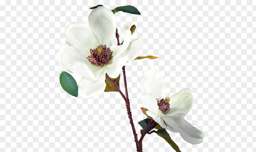 Flower Magnolia Cut Flowers Fleur Blanche White PNG