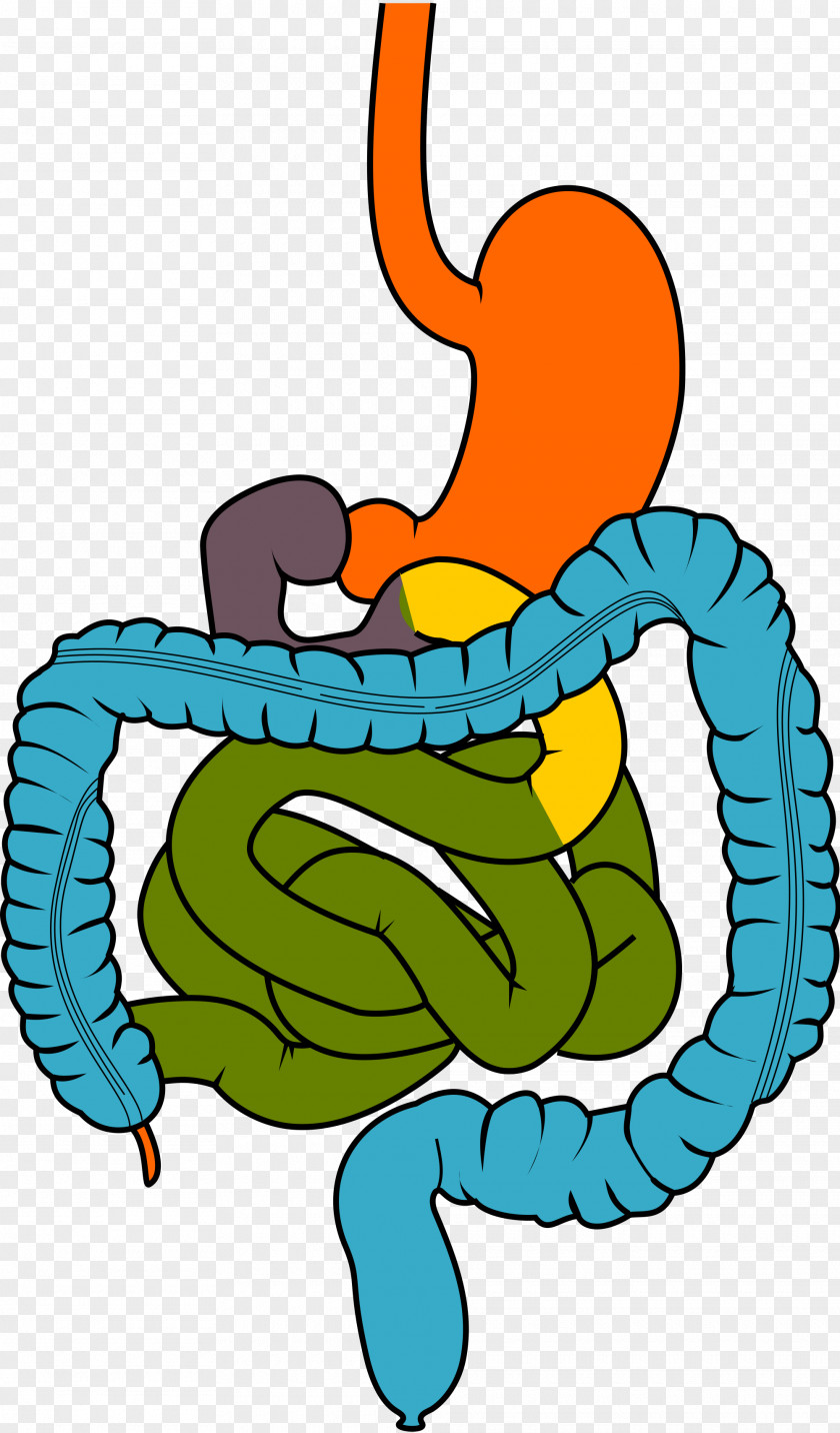 Gastrointestinal Tract Small Intestine Digestion Clip Art PNG
