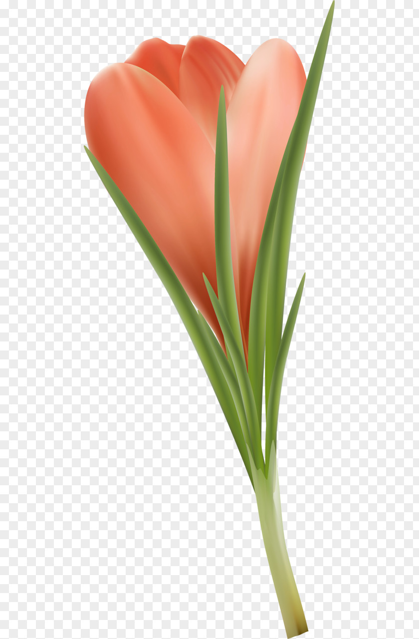 Tulip Petal Close-up Plant Stem PNG
