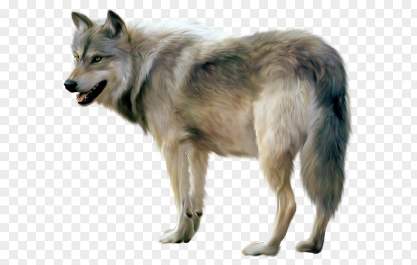 Wolf Gray Clip Art PNG