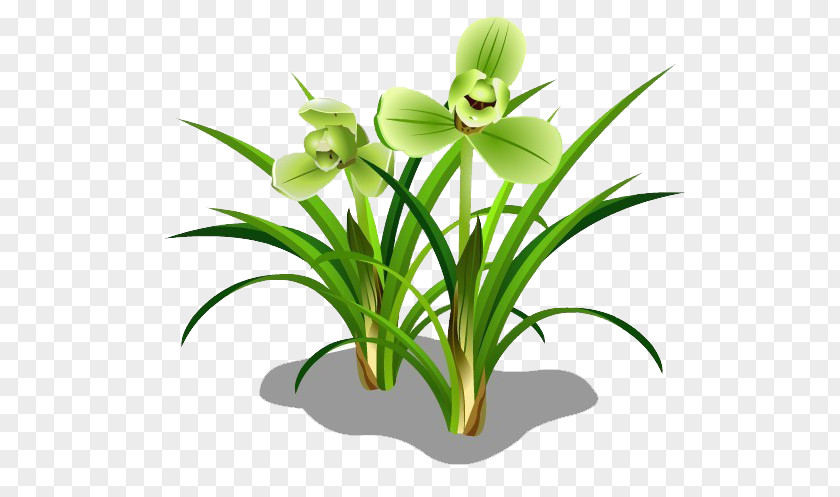 Green Grass Herbaceous Plant PNG