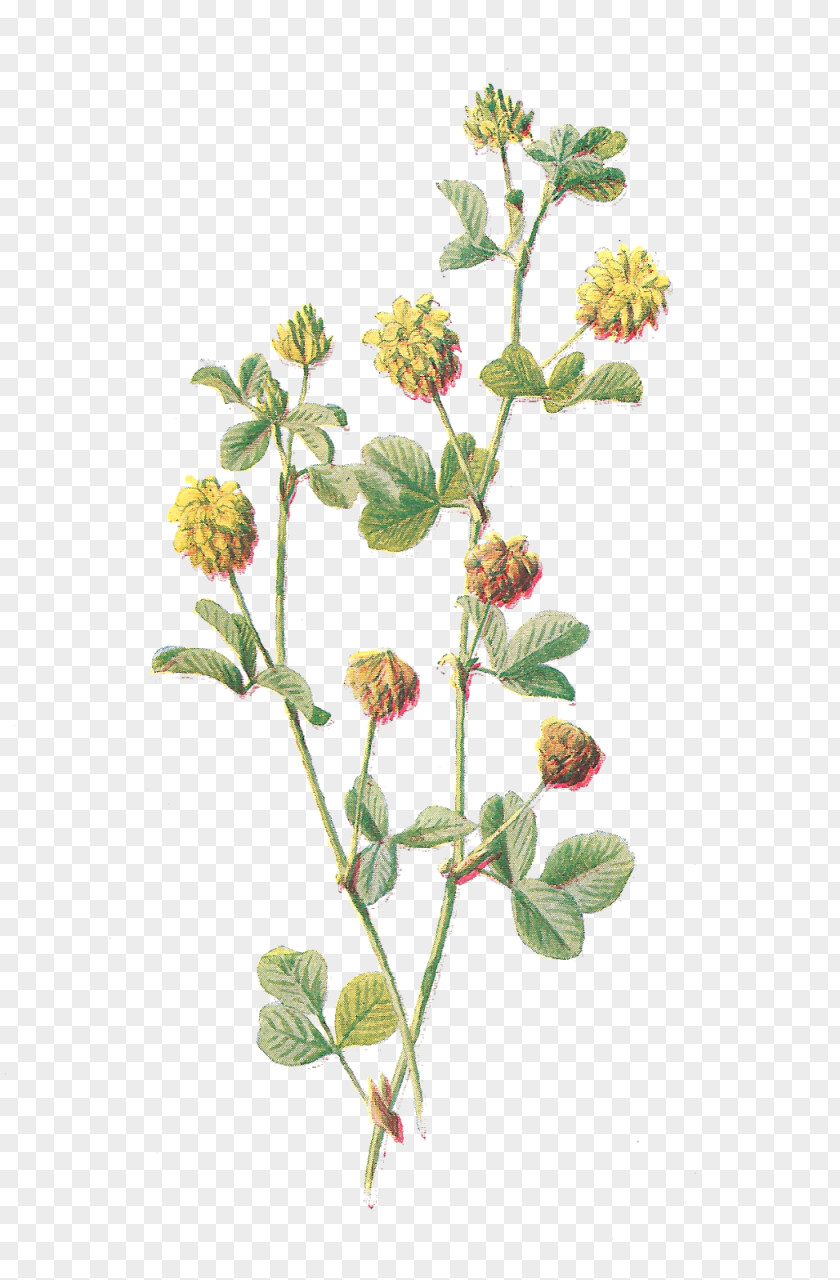Lantana Flower Cliparts Botany Botanical Illustration Clip Art PNG
