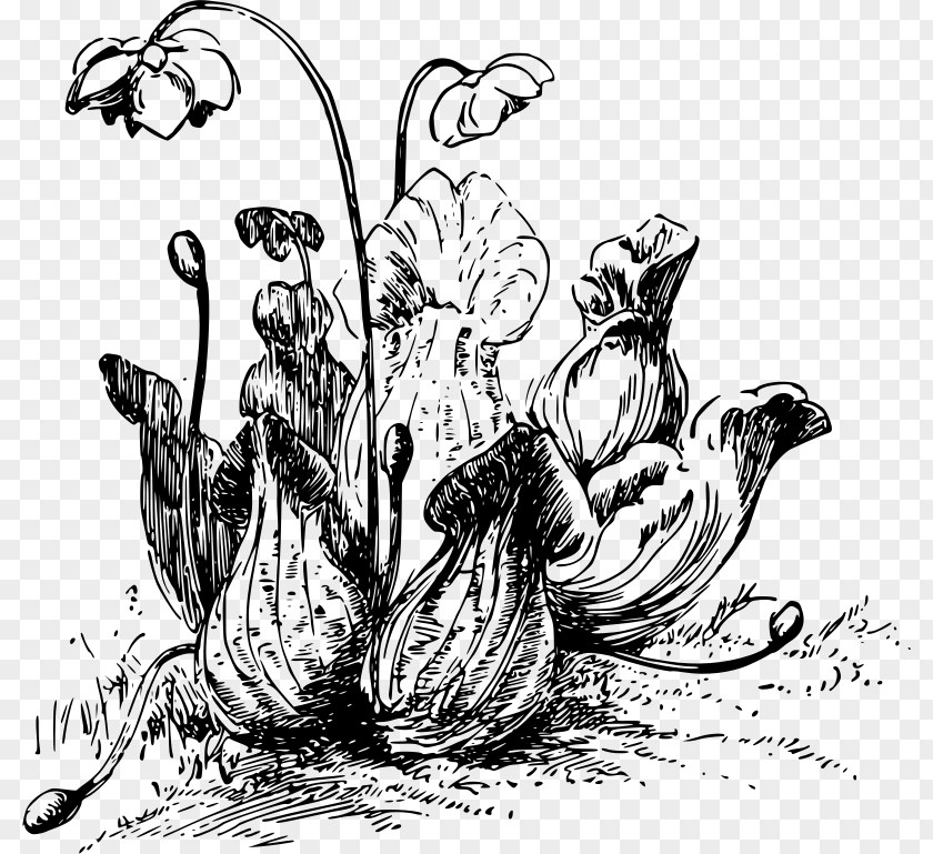 Pitch Cliparts Pitcher Plant Carnivorous Clip Art PNG