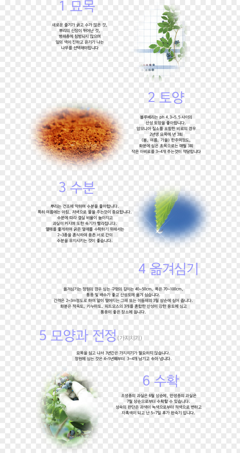 Blueberry Yongin Benefit Cosmetics PNG