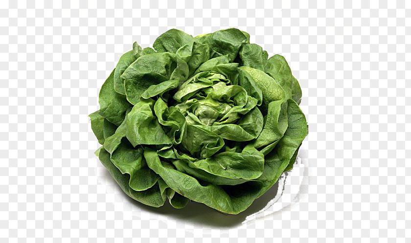 Cabbage Romaine Lettuce Vegetarian Cuisine Cruciferous Vegetables Spring Greens PNG