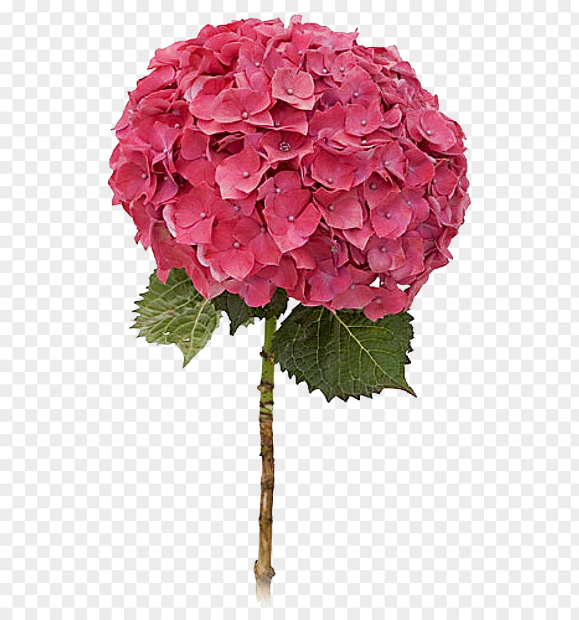 Flower Green Color Rose Pink PNG