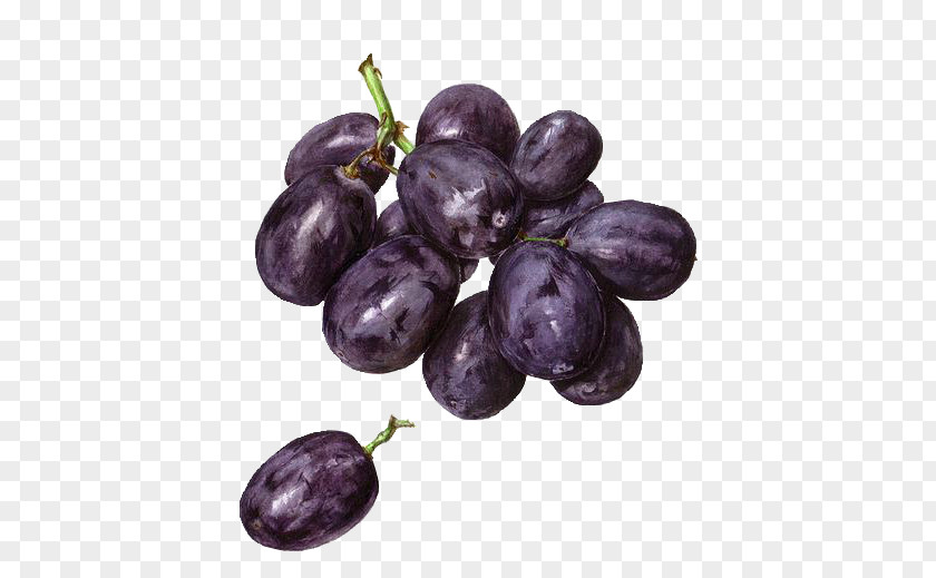 Grape Concord Watercolor Painting Drawing PNG