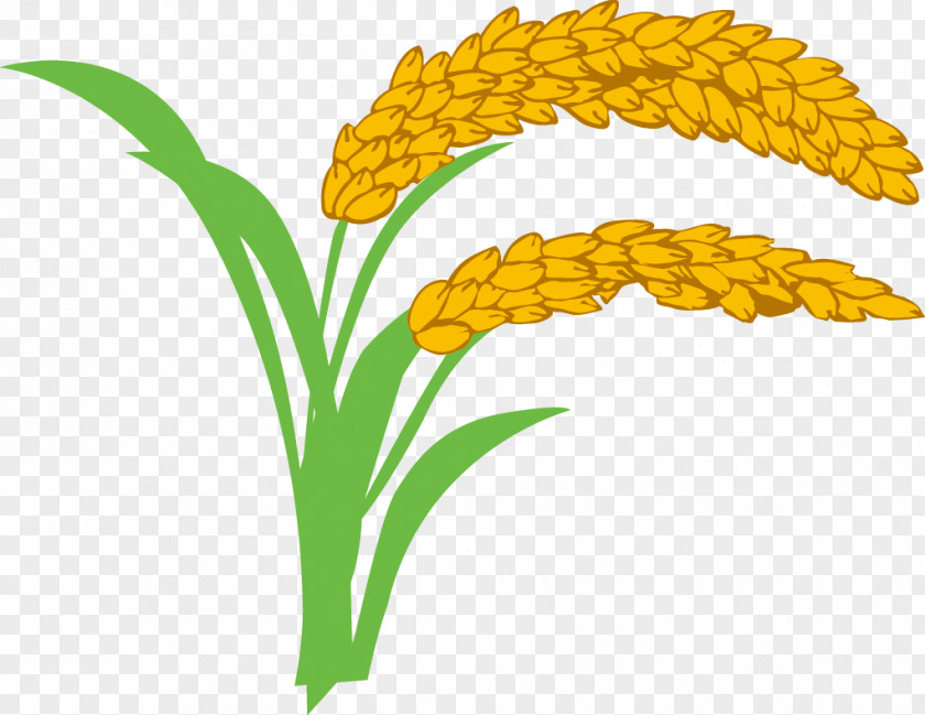 Paddy,Rice,Rice,Hedao,Rice Rice Oryza Sativa Wheat Clip Art PNG