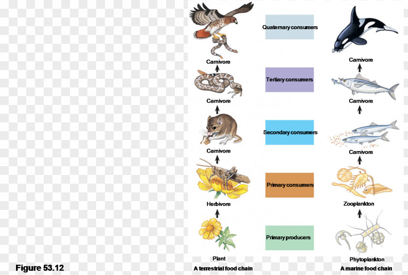 Energy Food Chain Web Organism Primary Producers Trophic Level PNG